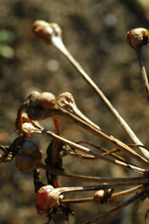 Flowers-Alive and Dead-1